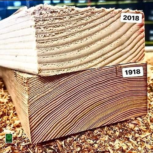 Old Growth Wood vs New Growth Wood